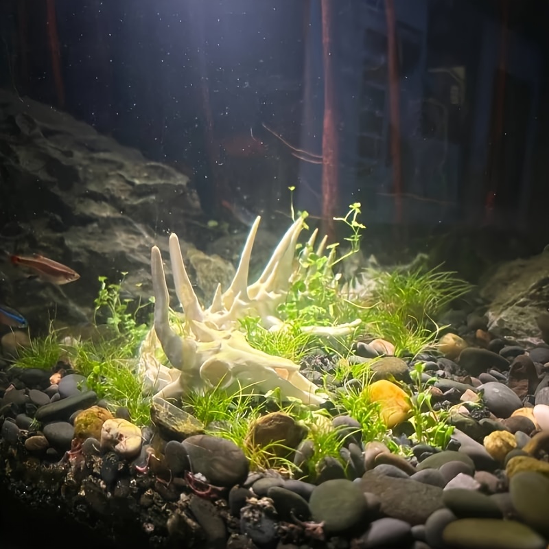 قطعة واحدة: زينة حوض السمك على - مراجعة Aquarium Fish Dragon وسعره