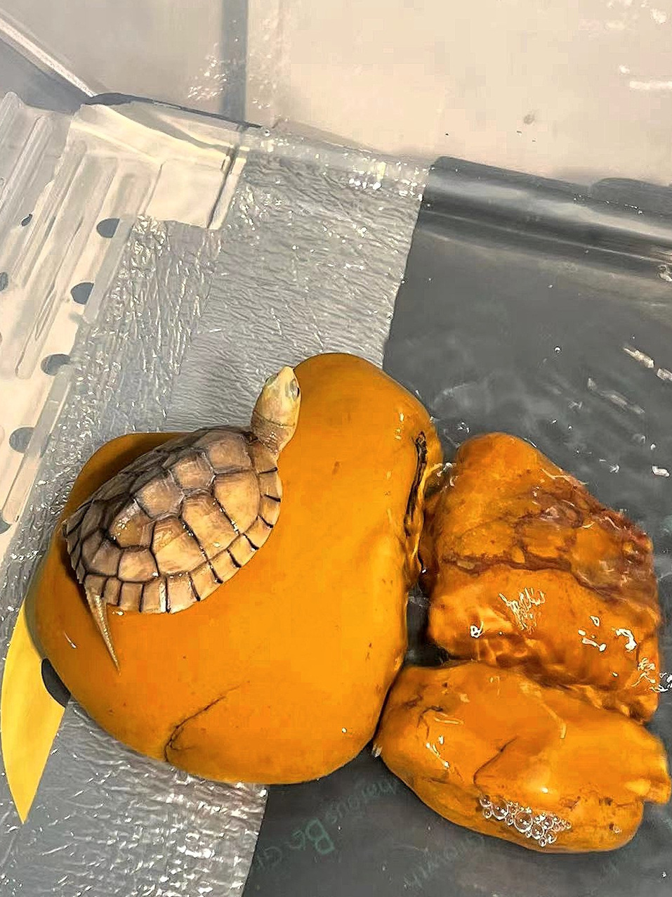 منصة استلقاء للسلاحف من حجر ال - مراجعة Aquarium Fishland وسعره